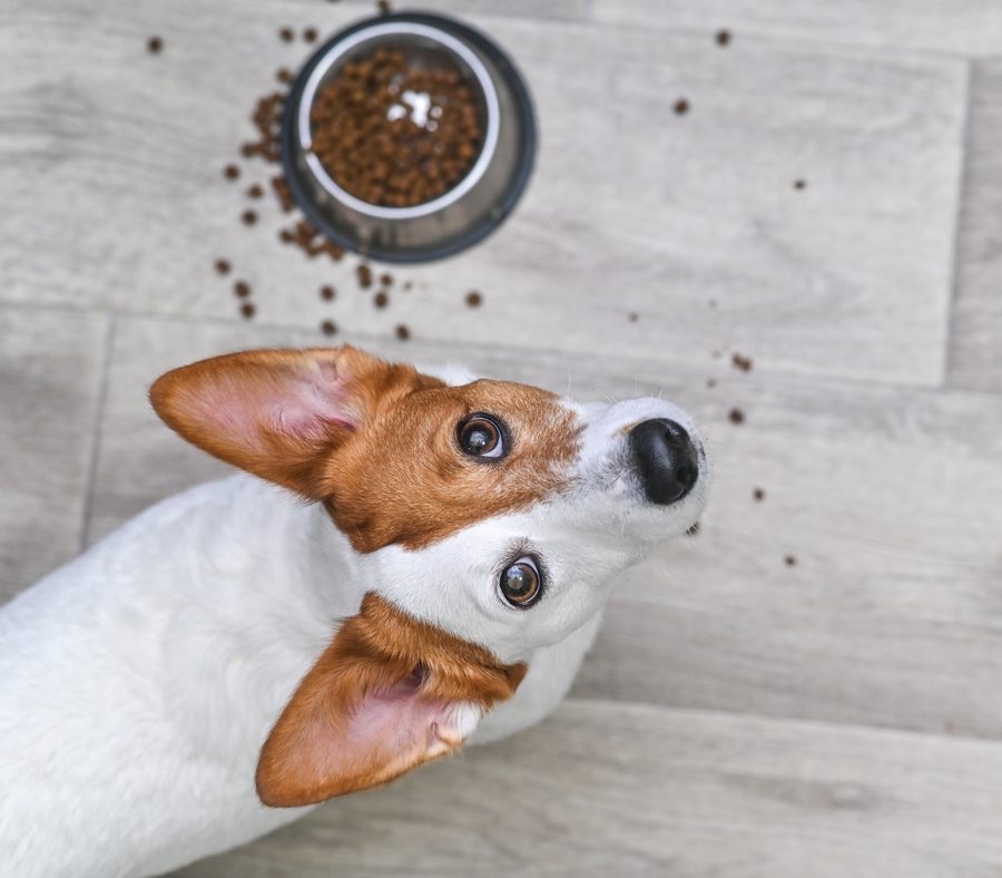 hotelgluecksschmiede-hunde-futterservice