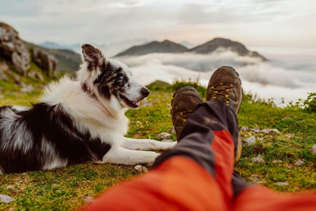 hotelgluecksschmiede-hunde-glueckspauschale