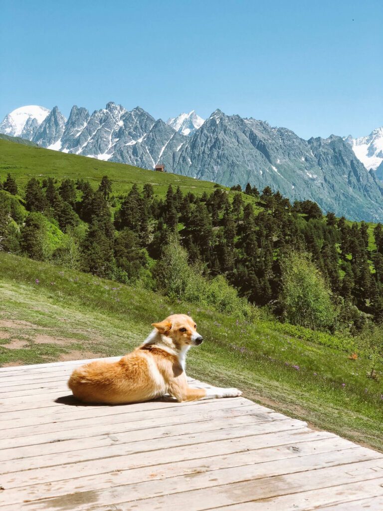 hotelgluecksschmiede-hunde-hausregeln