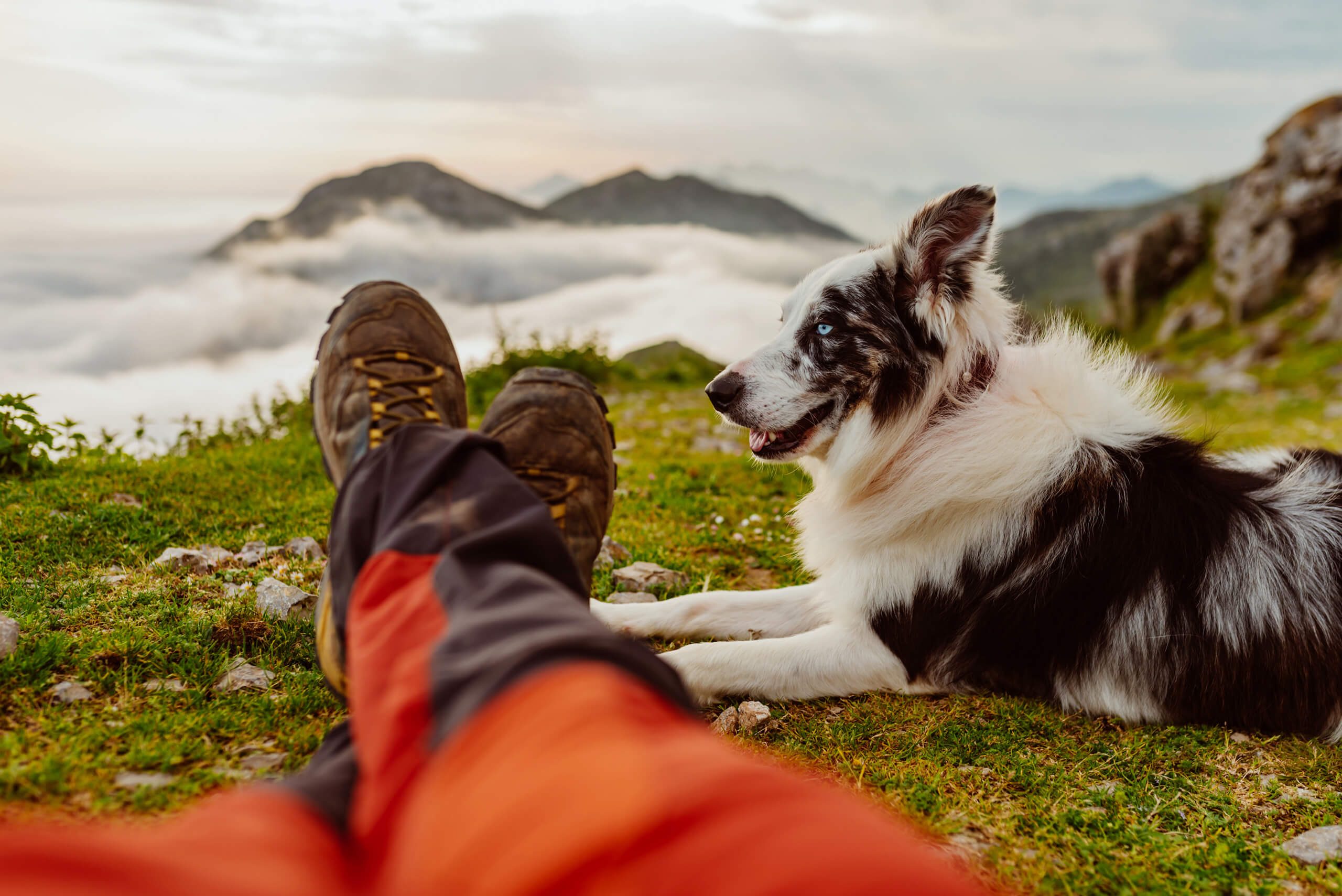 hotelgluecksschmiede-hunde-header