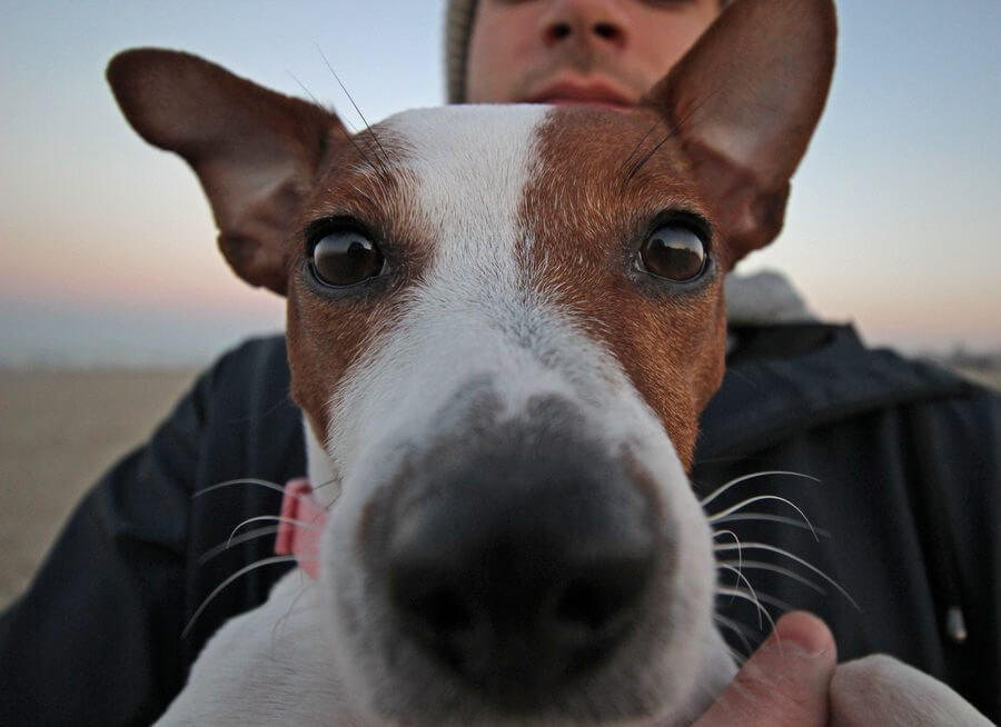 hotelgluecksschmiede-hunde-hundefrei