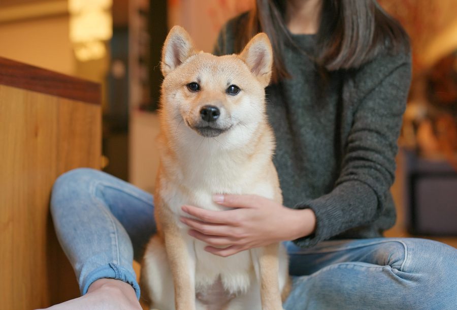 hotelgluecksschmiede-hunde-hundesitting