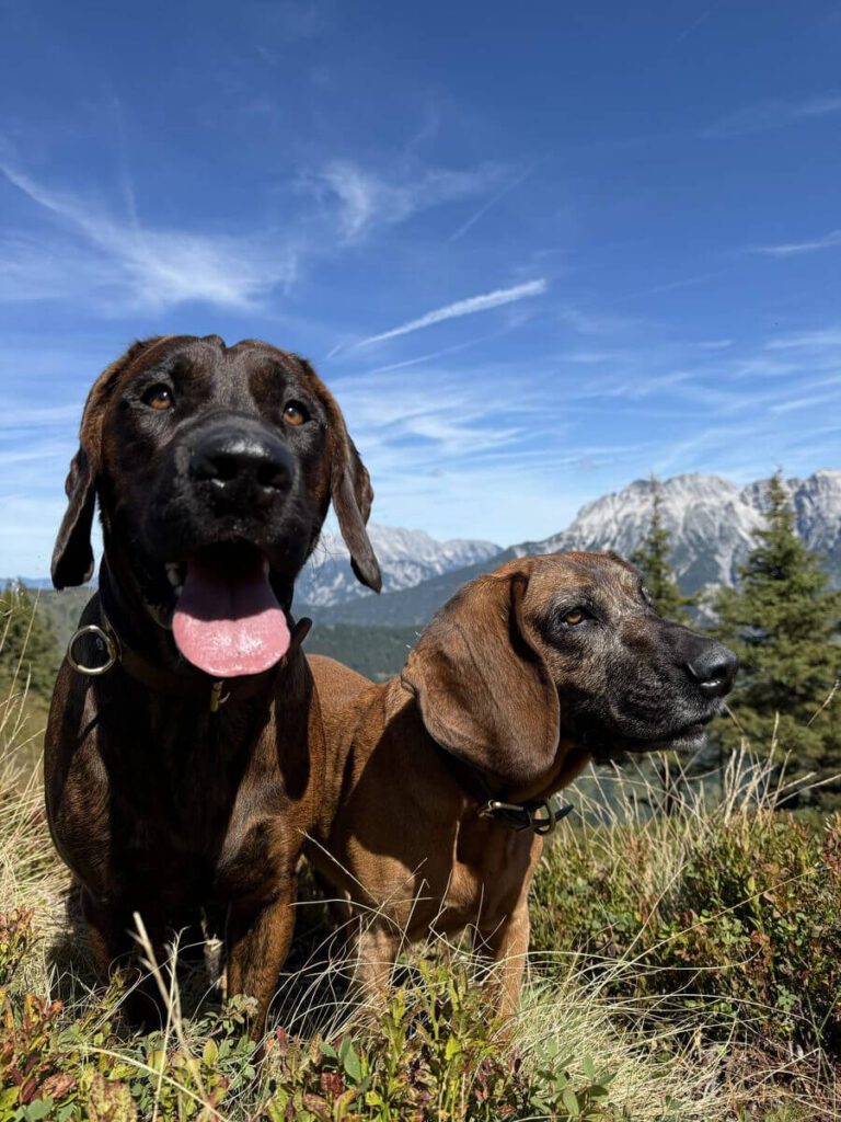 hotelgluecksschmiede-hunde-tipp
