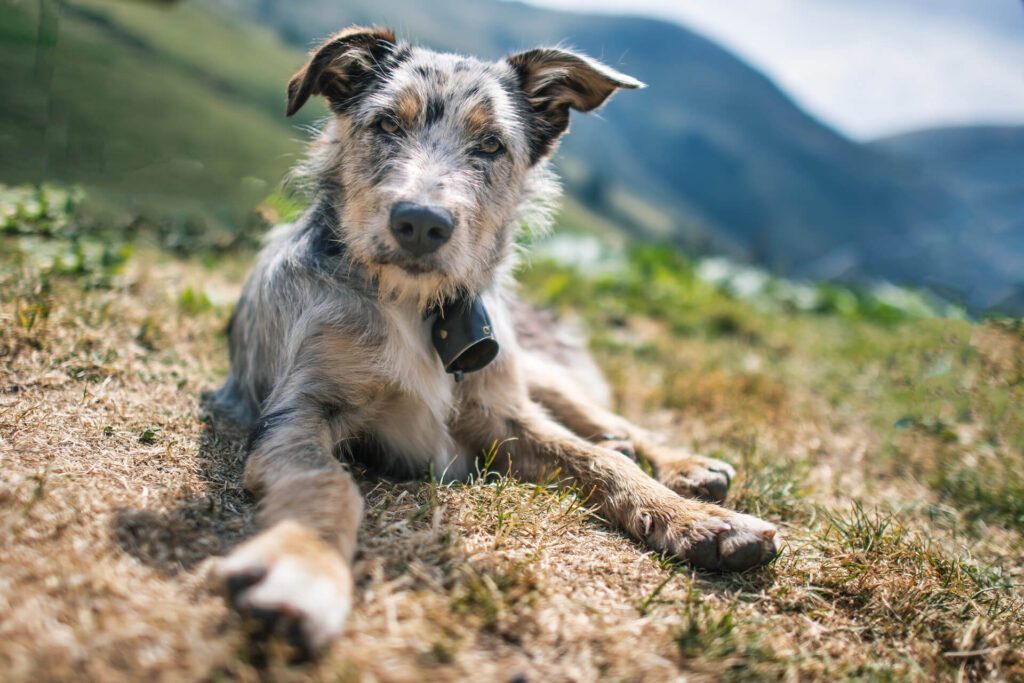 hotelgluecksschmiede-hunde-versorgt
